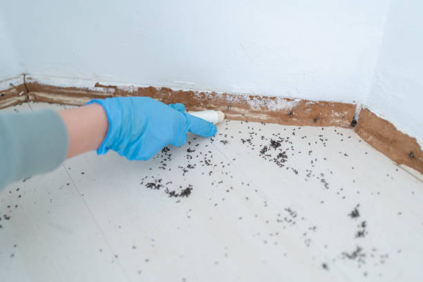Best Mosquito Control Services  in Bertram, TX
