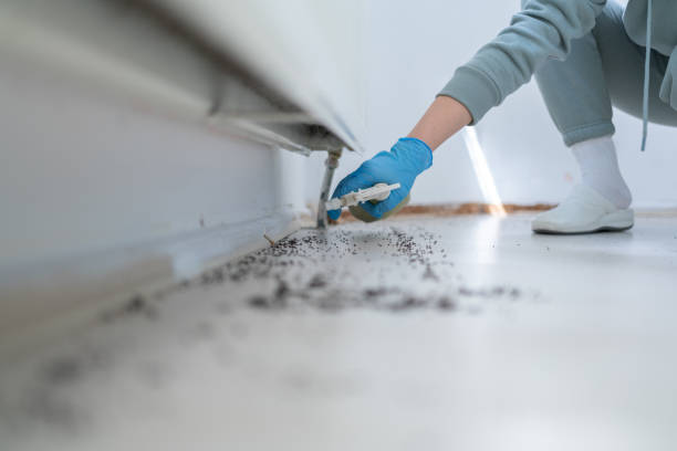 Best Rat Extermination Near Me  in Bertram, TX